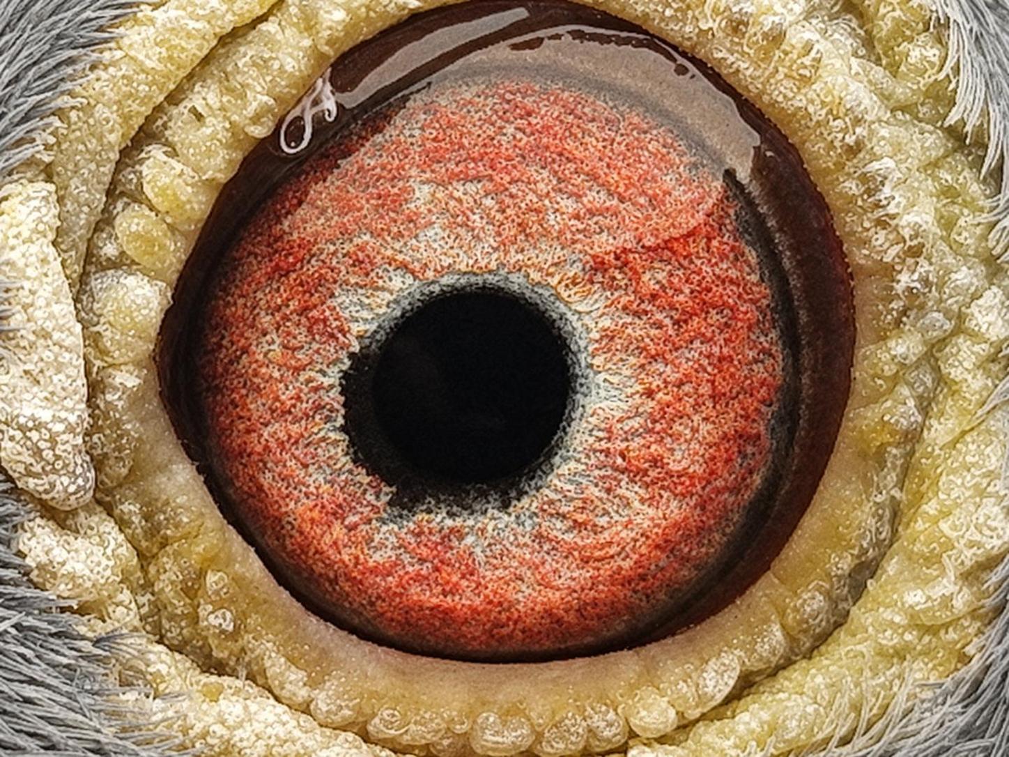Pigeon eye